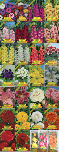 Flores.png Flores.png