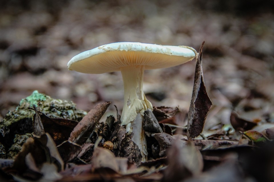 amanita citrina 9.jpg