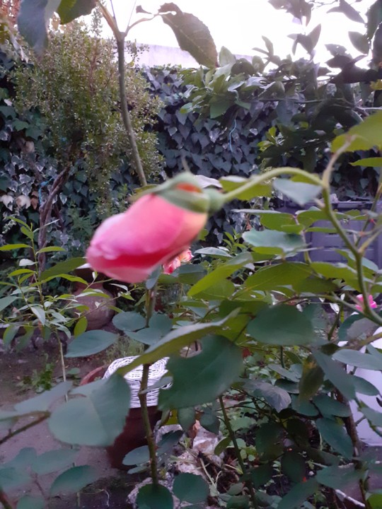 Botão rosa. Foto original. 2021.10.09.jpg