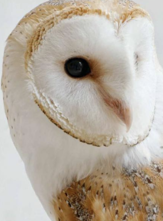 Screen Shot 2019-10-26 at 12.52.51.png