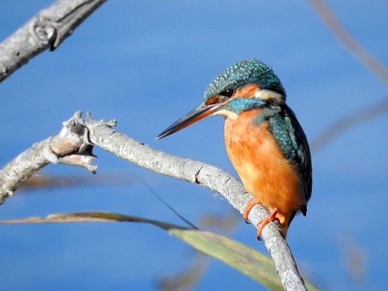 guarda-rios.jpg guarda-rios.jpg