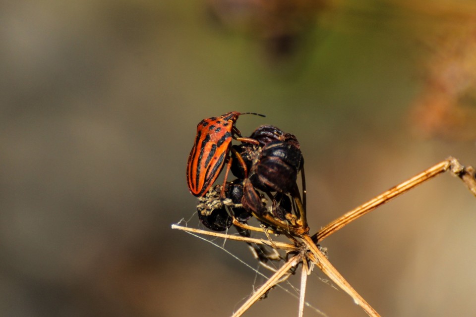 graphosoma semipunctatum 3.jpg