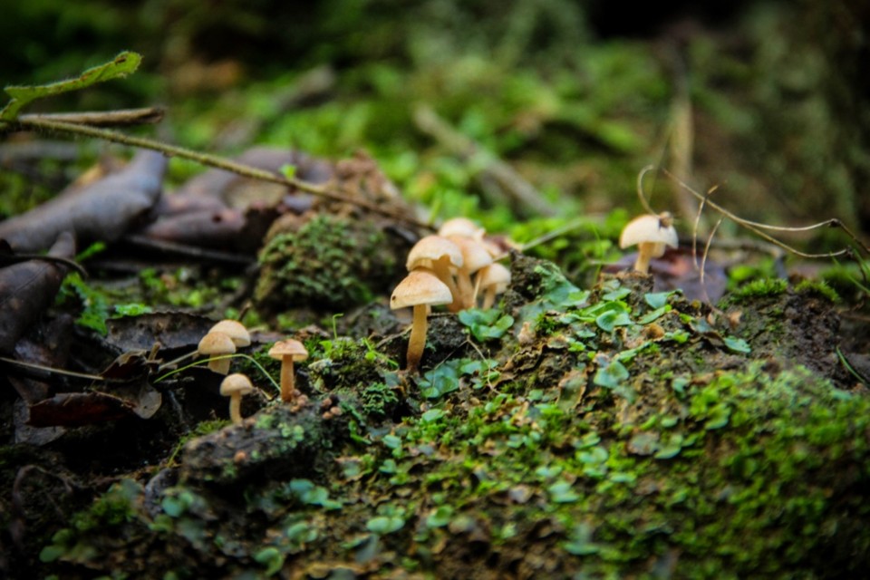 cogumelos montachique 5.jpg