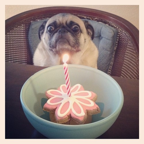 Pug-not-sure-about-this-birthday-thing.jpeg