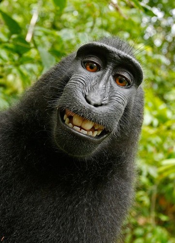Selfie macaca.jpg Selfie macaca.jpg