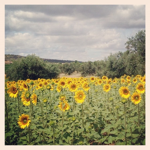 sunflowers