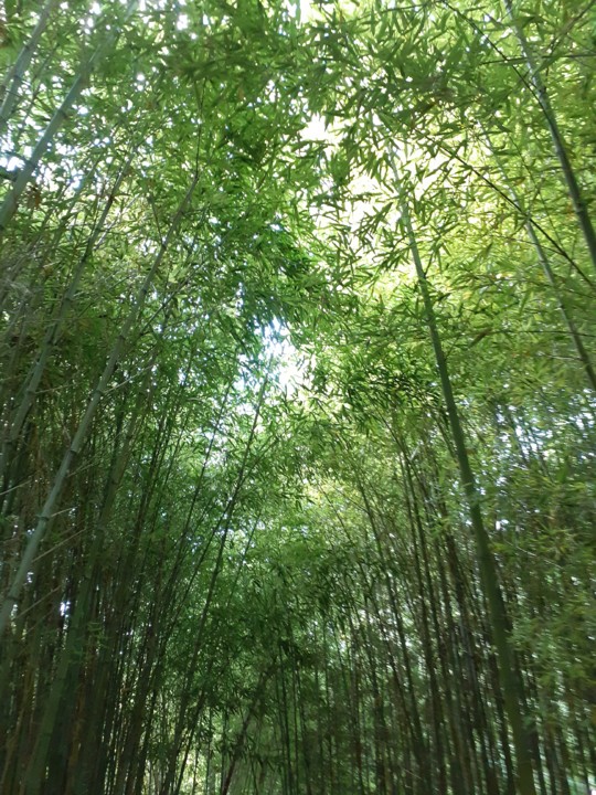 Canavial Gulbenkian. Foto original. 2021.08.01.jpg