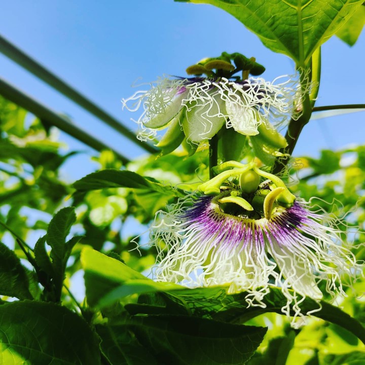 170004529_1991055507700867_8233154343727768087_n.j