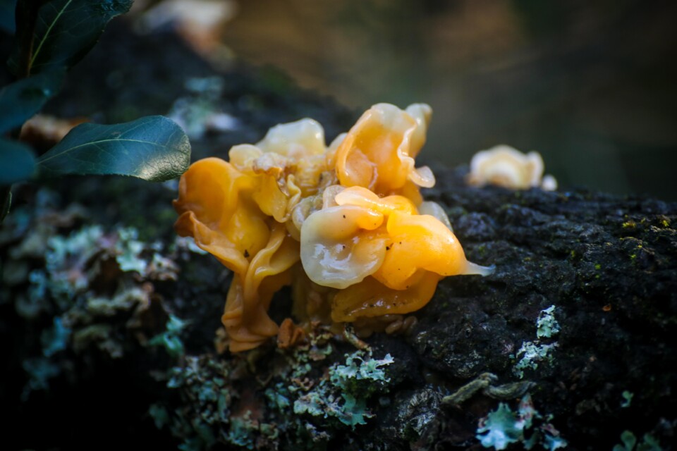 tremella aurantia-11.jpg