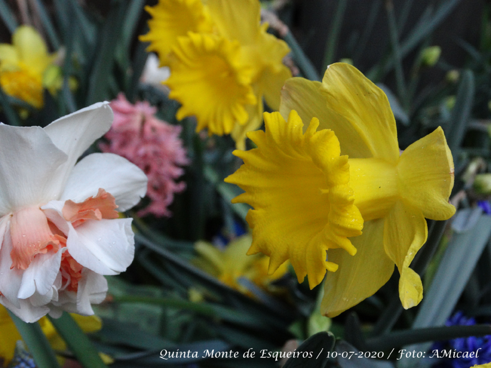 7 - Narciso - DSC06100.png