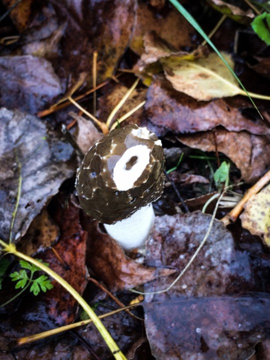 phallus impudicus 3.jpg