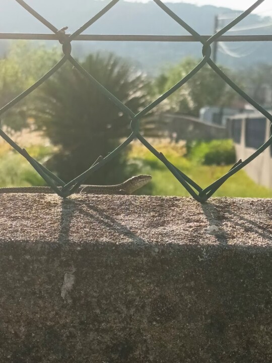 Não me canso disto primavera.jpg