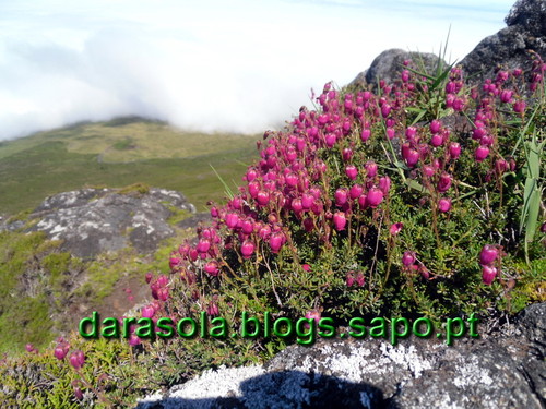azores_pico_subida_14.JPG