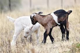 cabritos in. naturlink.pt.jpg