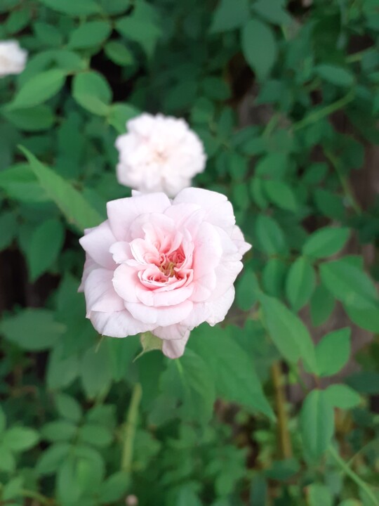 Rosas de Santa Teresinha Foto Original. 2022.08.23.jpg