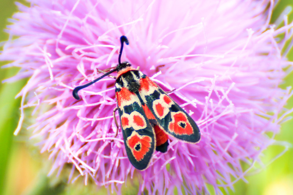 zygaena fausta-2.jpg