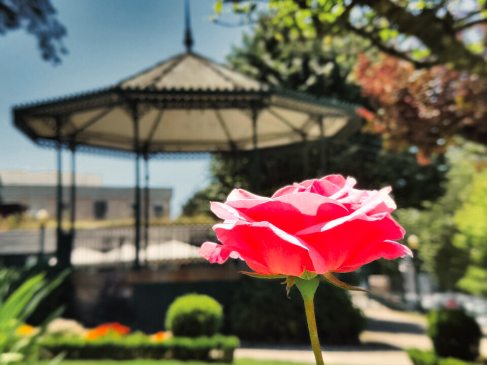 Flor jardim de Penafiel.jpg