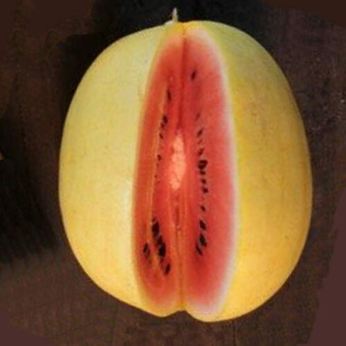 melancia amarela 2.jpg