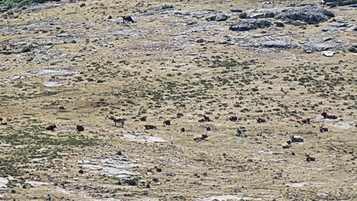 vacas.jpeg vacas.jpeg