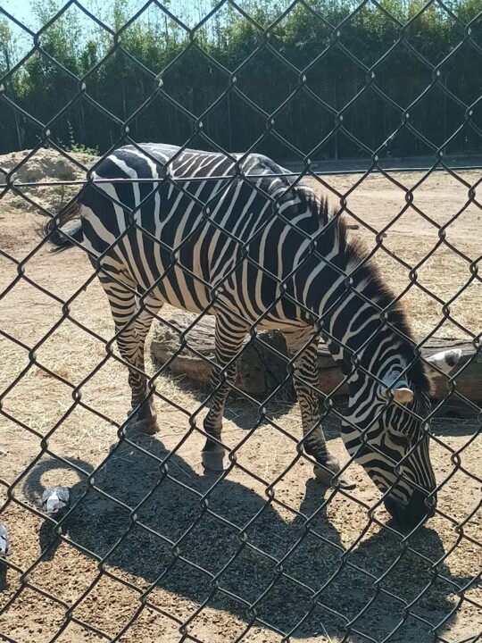 Não me canso disto zebra.jpg