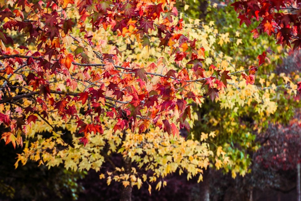 outono_quinta_das_conchas 11.jpg