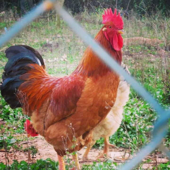 330521424_942249137128541_3257575876559872914_n.jp