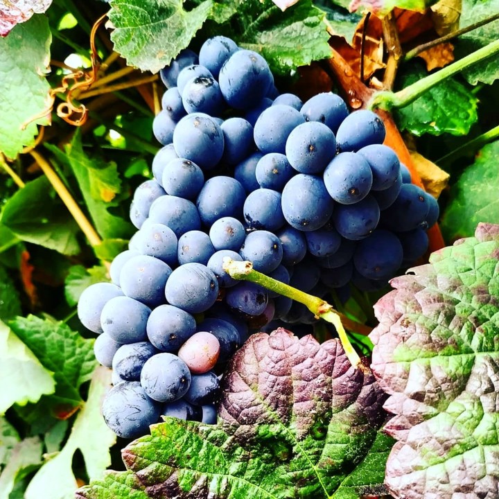 IMG_20190924_121832_970.jpg IMG_20190924_121832_970.jpg