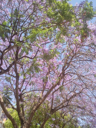 Foto original DAPL 2016  Almada 2157.jpg