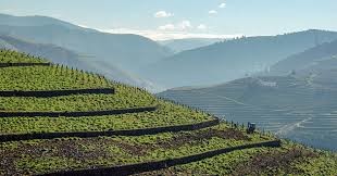 Douro vinhateiro.jpg