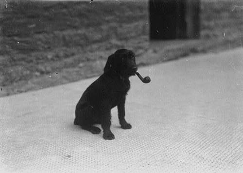 Portrait-Photo-Dog-with-pipe-in-its-mouth-.jpg