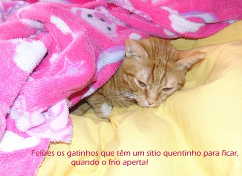 gatinhosfelizes.JPG