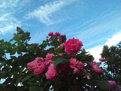 Rosas do nosso quintal Foto original DAPL 2016.jpg