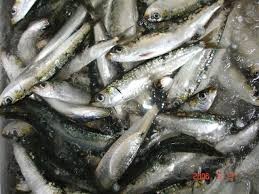 imagesZLZXD8HY sardinha viva.jpg