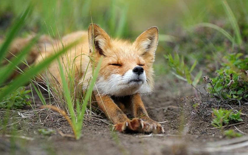 amazing-fox-photos-3-838x523.jpg