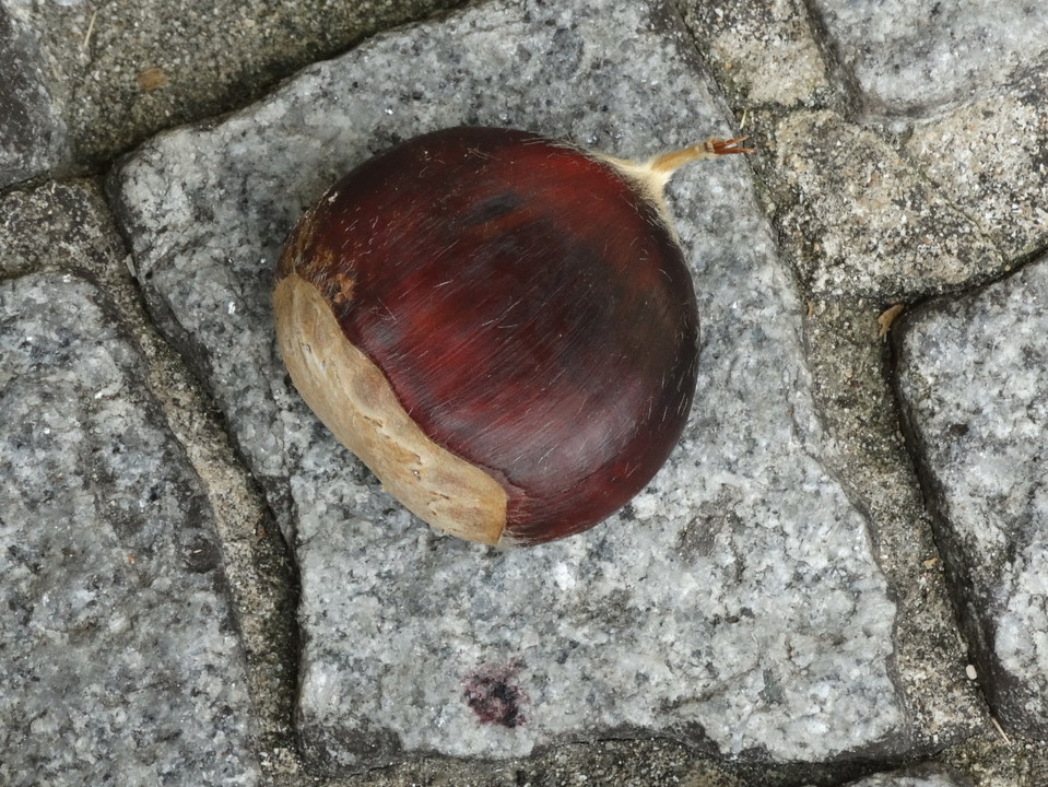 castanha.jpeg castanha.jpeg