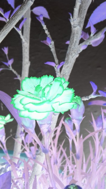 20200408_155432.jpg 20200408_155432.jpg