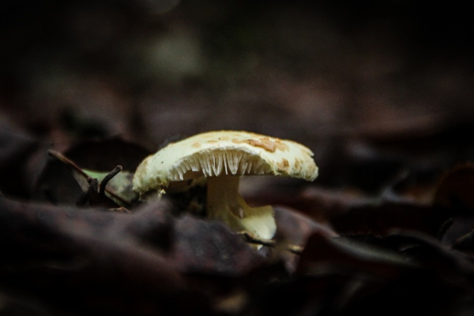 amanita citrina 3.jpg