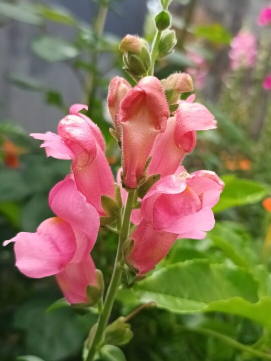 Não me canso disto_flores2.jpg