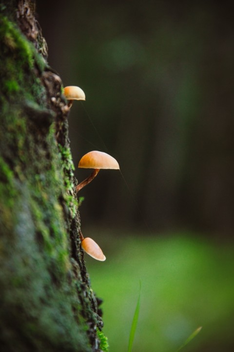 cogumelos 5.jpg