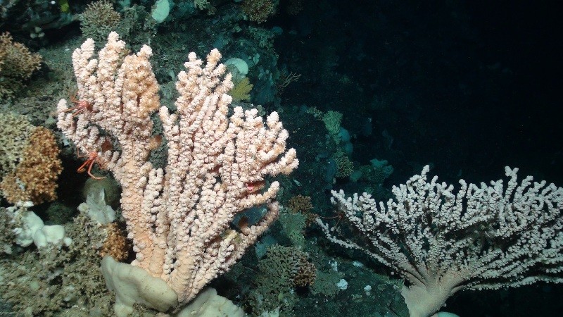 Large bubblegum corals on a cold water coral reef 
