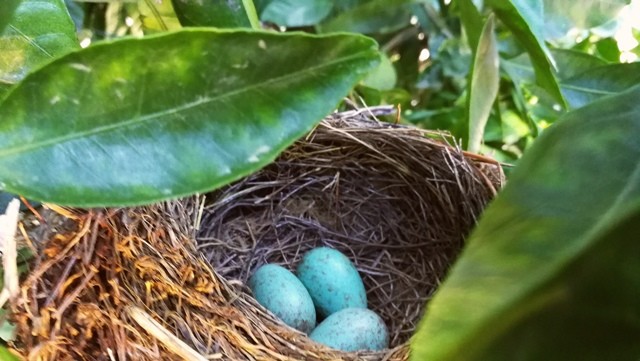 melro1.jpg melro1.jpg