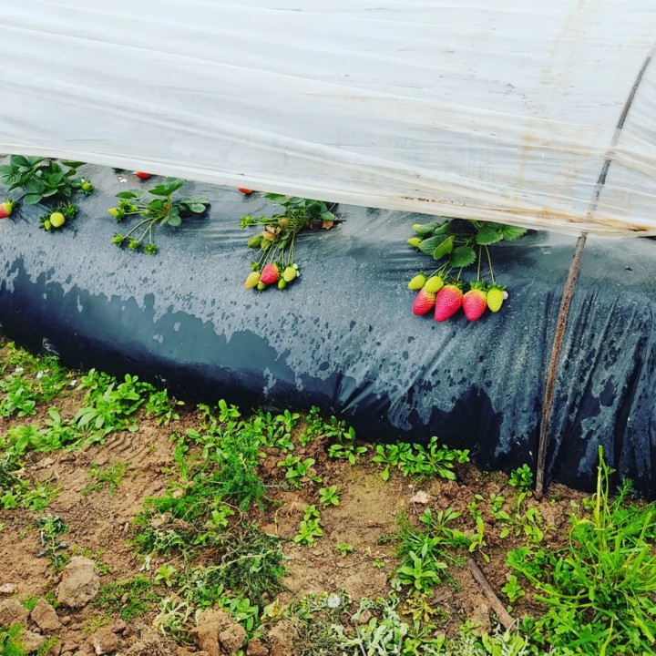 274704776_2246509348822147_8148106476310571946_n.j