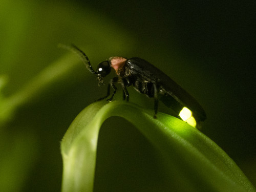 Firefly image.jpg