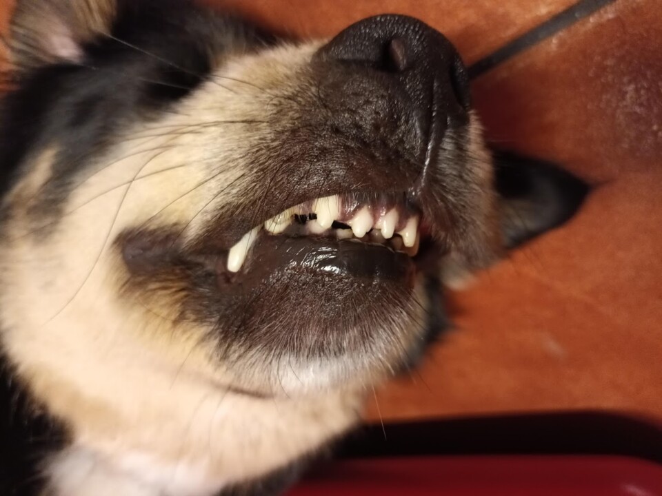 Não me canso disto mini.jpg