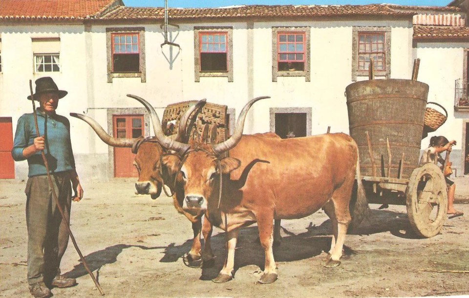 34 c2 - carro de bois.jpg