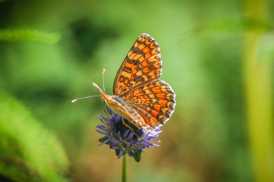 fritilaria variegada 5.jpg