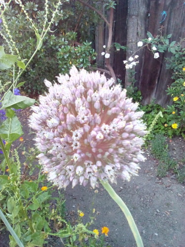 Alho Porro Foto Original DAPL 2016.jpg