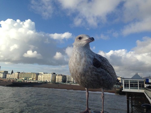 brighton 1.jpg brighton 1.jpg