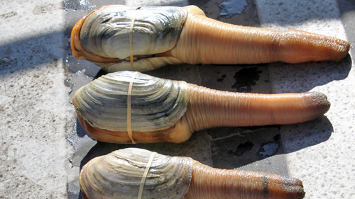 geoduck.jpg