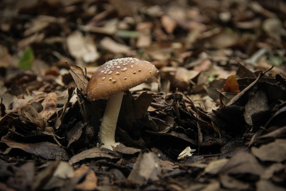 Amanita pantherina 1.jpg